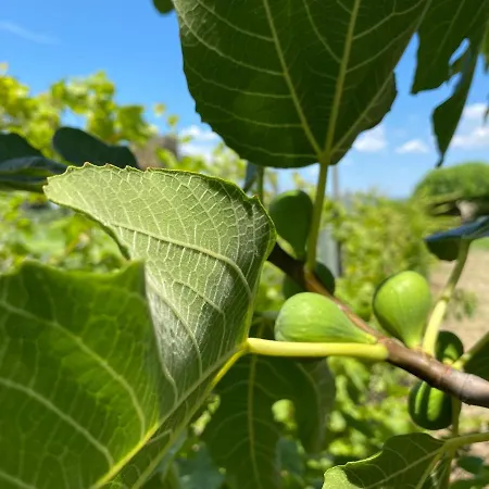 Eleonas By The Sea With Private Pool ヴィラ
